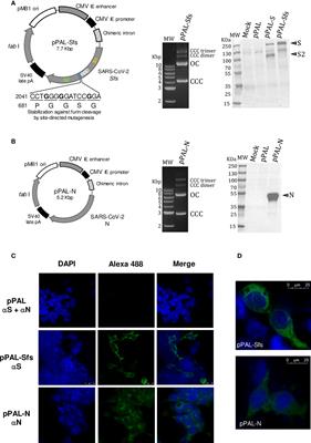 Non-replicative antibiotic resistance-free DNA vaccine encoding S and N proteins induces full protection in mice against SARS-CoV-2